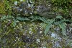 Asplenium resiliens Kunze