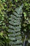 Asplenium resiliens Kunze