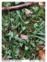 Asplenium rhizophyllum L.