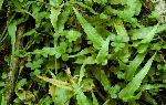 Asplenium rhizophyllum L.