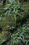Asplenium rhizophyllum L.