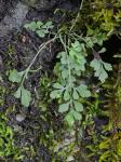 Asplenium ruta-muraria L. var. cryptolepis (Fern.) Wherry