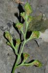 Asplenium ruta-muraria L. var. cryptolepis (Fern.) Wherry
