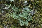 Asplenium ruta-muraria L. var. cryptolepis (Fern.) Wherry