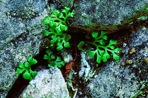 Asplenium ruta-muraria L. var. cryptolepis (Fern.) Wherry
