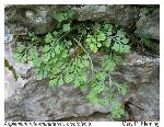 Asplenium ruta-muraria L. var. cryptolepis (Fern.) Wherry