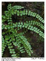 Asplenium trichomanes L. ssp. trichomanes