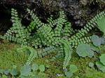 Asplenium trichomanes L. ssp. trichomanes