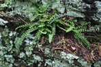 Asplenium trichomanes L. ssp. trichomanes