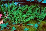 Asplenium trichomanes L. ssp. trichomanes