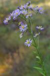 Aster tataricus L. f.
