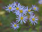 Aster tataricus L. f.