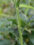 Aster tataricus L. f.