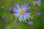 Aster tataricus L. f.