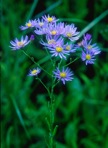 Aster tataricus L. f.