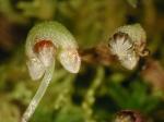 Asterella tenella (L.) P. Beauv.