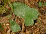 Asterella tenella (L.) P. Beauv.