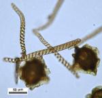 Asterella tenella (L.) P. Beauv.