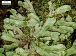 Asterella tenella (L.) P. Beauv.