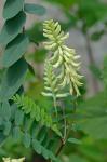 Astragalus canadensis L. var. canadensis