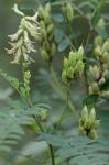Astragalus canadensis L. var. canadensis