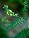 Astragalus canadensis L. var. canadensis