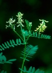 Astragalus canadensis L. var. canadensis