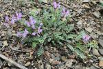 Astragalus distortus T. & G. var. distortus