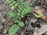 Astragalus distortus T. & G. var. distortus
