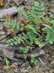 Astragalus distortus T. & G. var. distortus