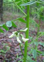 Astragalus neglectus (Torr. & Gray) Sheldon