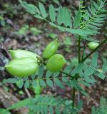 Astragalus neglectus (Torr. & Gray) Sheldon
