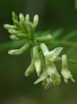 Astragalus neglectus (Torr. & Gray) Sheldon