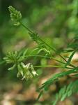 Astragalus neglectus (Torr. & Gray) Sheldon