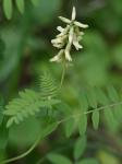 Astragalus neglectus (Torr. & Gray) Sheldon