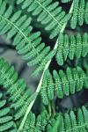 Athyrium asplenioides (Michx.) A.A. Eaton