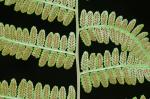 Athyrium asplenioides (Michx.) A.A. Eaton