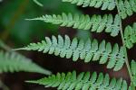 Athyrium asplenioides (Michx.) A.A. Eaton