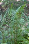Athyrium asplenioides (Michx.) A.A. Eaton