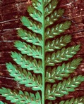 Athyrium asplenioides (Michx.) A.A. Eaton