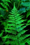 Athyrium asplenioides (Michx.) A.A. Eaton
