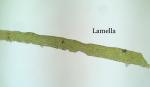 Atrichum altecristatum (Renauld & Cardot) B.B. Smyth & L.C.D. Smyth