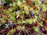 Atrichum angustatum (Brid.) Bruch & Schimp.