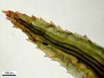 Atrichum angustatum (Brid.) Bruch & Schimp.