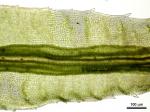 Atrichum angustatum (Brid.) Bruch & Schimp.