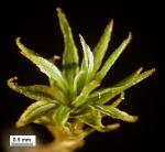 Atrichum angustatum (Brid.) Bruch & Schimp.