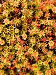 Atrichum angustatum (Brid.) Bruch & Schimp.