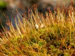 Atrichum angustatum (Brid.) Bruch & Schimp.