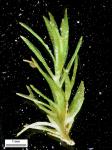 Atrichum angustatum (Brid.) Bruch & Schimp.