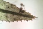 Atrichum crispulum Schimp. ex Besch.